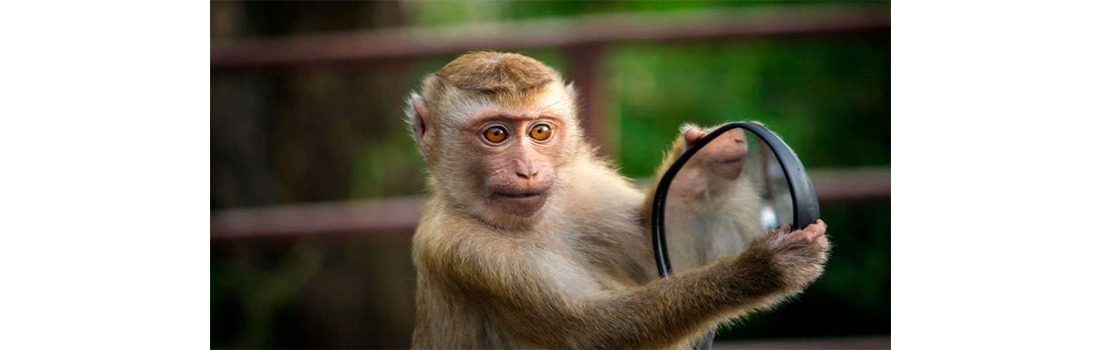 Геи и бисексуалы — в группе риска по оспе обезьян, считают специалисты