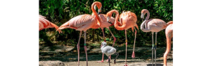 Гей-пара фламинго взяла под крыло брошенного родителями птенца